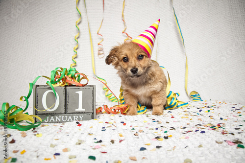 Fototapeta Naklejka Na Ścianę i Meble -  Hund feiert Silvester