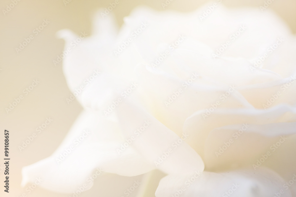White roses blur background.