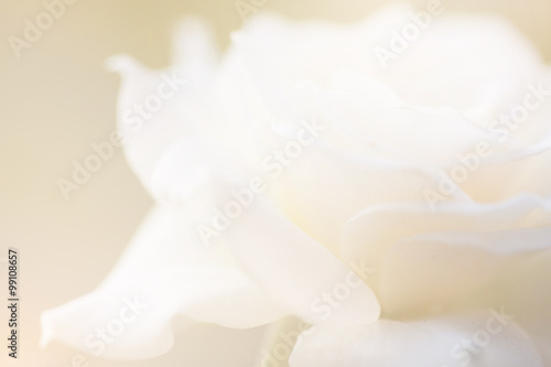 White roses blur background.