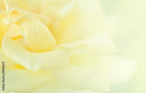  Yellow Roses blur background.