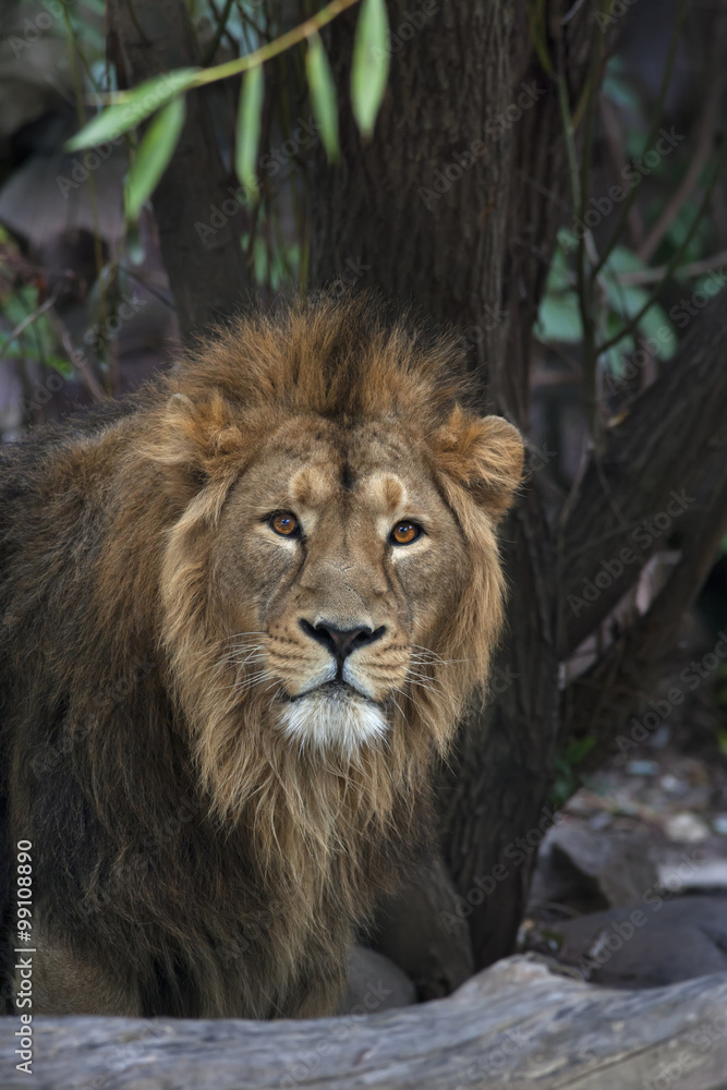 An Asian lion on forest background. The King of beasts, biggest cat of the  world, looking