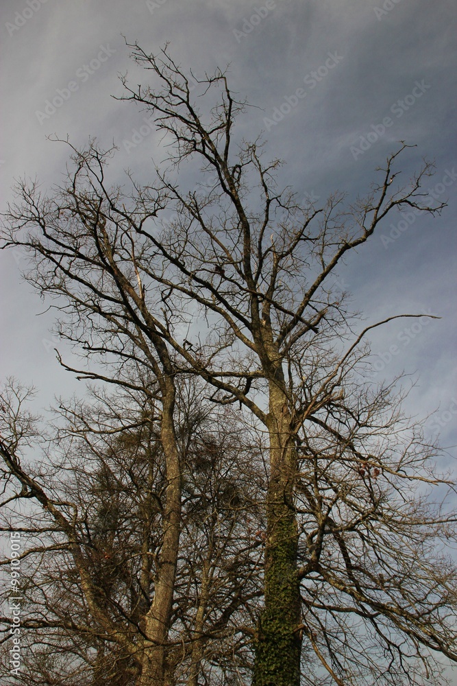 Arbres dépourvues de feuilles. Arbres dépourvues de feuilles.