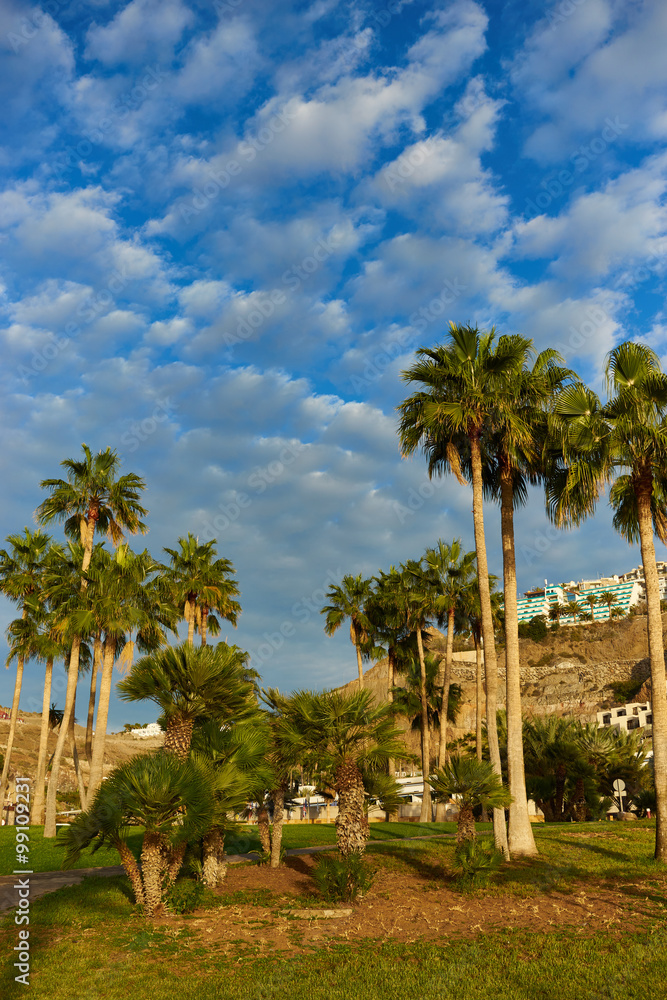 Palm trees before blue sky with few clouds / Palms with great green leaves standing alone infront of nice blue sky 