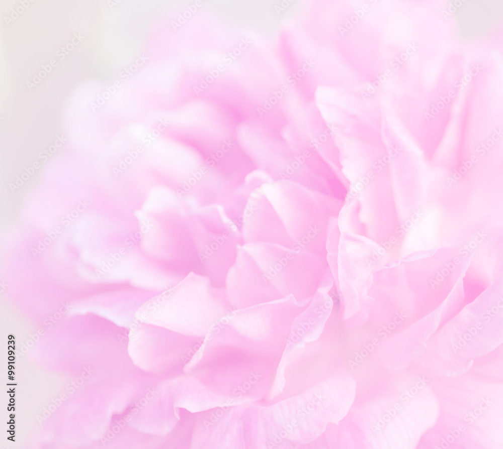 Rose pink blur background.