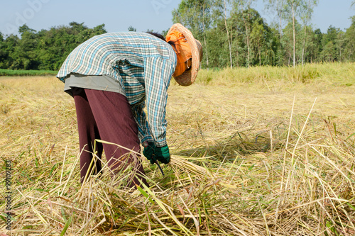 фотографія Thailand farmer harvesting the rice in rice field