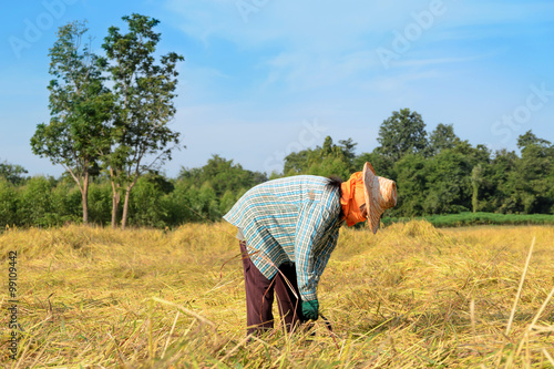 Thailand farmer harvesting the rice in rice field