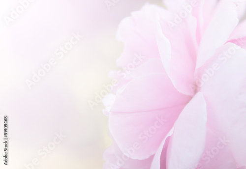 Rose pink blur background. © benjamas