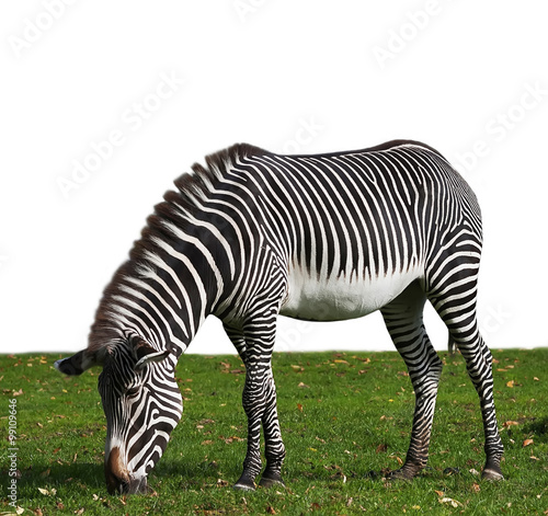 A zebra  browsing on meadow with fallen leaves  isolated on white background. Stripted beautiful African hoofed animal on autumn green grass. Black and white wild horse of the hot savanna.