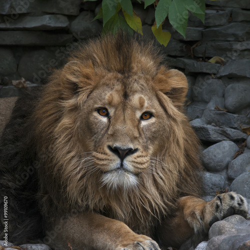 Head of young Asian lion  lying on rocky background. King of beasts  biggest cat of world  looking straight into the camera. The most dangerous and mighty predator of world. Wild beauty of nature.