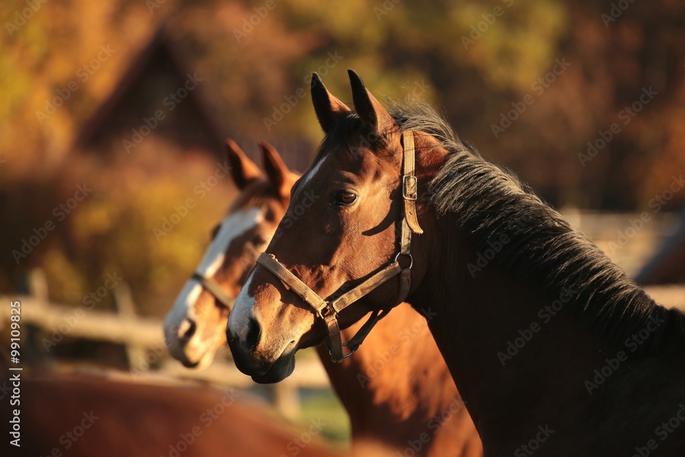 Fototapeta premium Horse in a pasture on a background of autumn trees