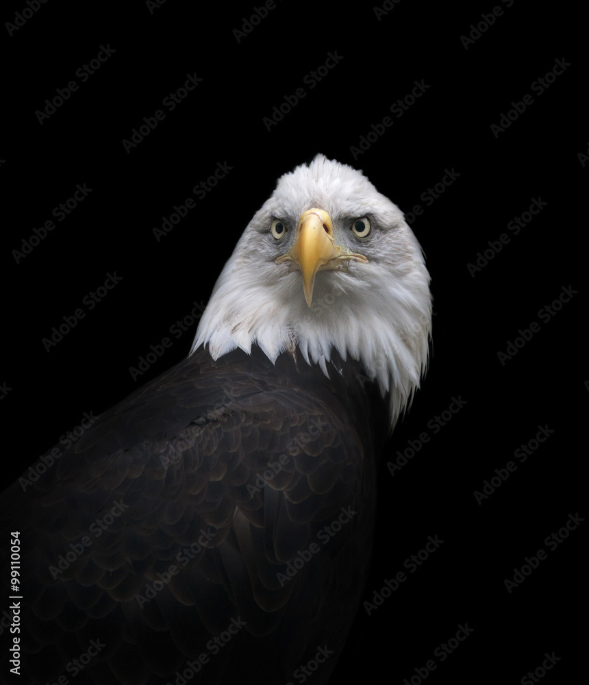 The head and shoulder of a bald eagle, haliaeetus leucocephalus, isolated on black background. Face portrait of an American eagle, US national character, very beautiful bird with proud expression. The head and shoulder of a bald eagle, haliaeetus leucocephalus, isolated on black background. Face portrait of an American eagle, US national character, very beautiful bird with proud expression.