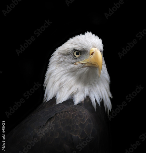 The head and shoulder of a bald eagle, haliaeetus leucocephalus, isolated on black background. The American eagle, US national character, very beautiful bird with proud expression.