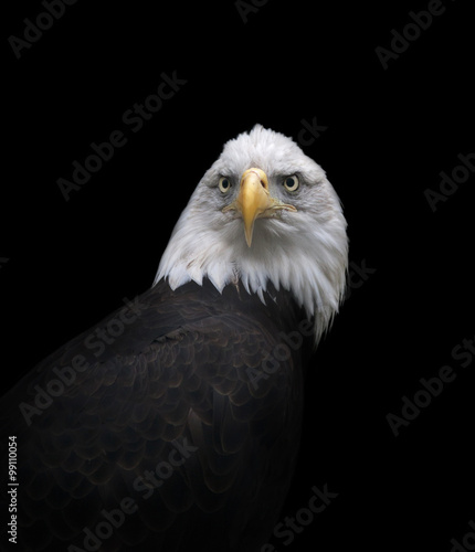 The head and shoulder of a bald eagle, haliaeetus leucocephalus, isolated on black background. Face portrait of an American eagle, US national character, very beautiful bird with proud expression.