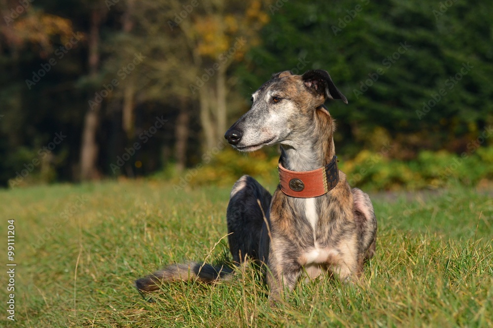 liegender Galgo Espanol liegender Galgo Espanol