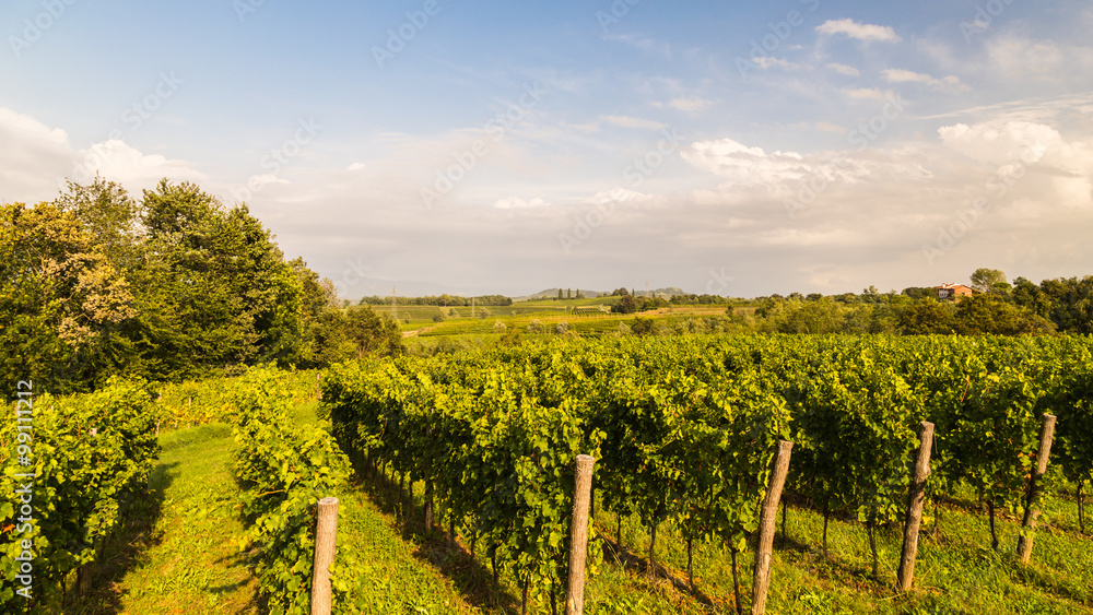 Naklejka premium grapevine field in the italian countryside