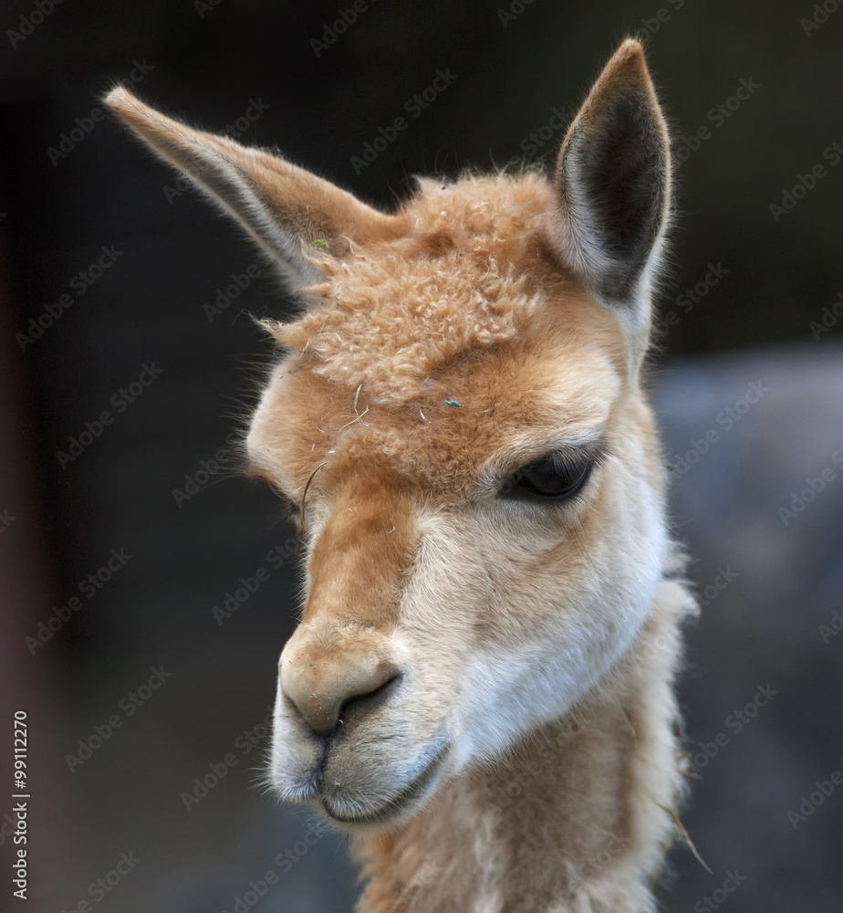 Cute head of a vicuna, Lama vicugna, latinos hoofed animal with the finest wool. Woolly pet in hay with human like face, giving the famous South-American wool.