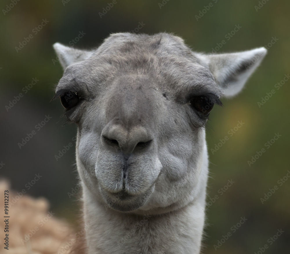 Funny face of a lama, South American animal, relative of the camels. Lama  glama, latinos hoofed baggage animal with very expressive human like face.  Stock Photo | Adobe Stock