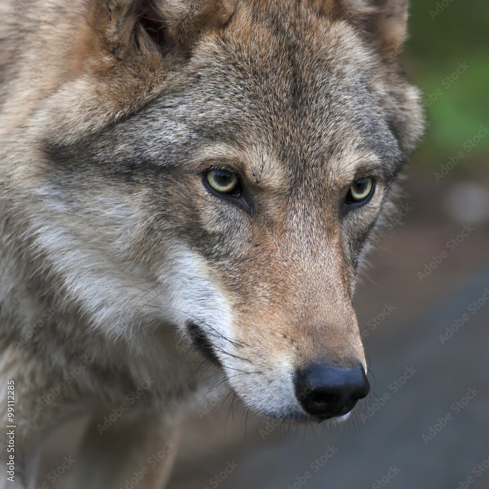 Naklejka premium Attention in the eyes of a young, two year old, european wolf female. Face portrait of a forest dangerous beast, Canis lupus lupus, on blur background. Beauty of the wildlife.
