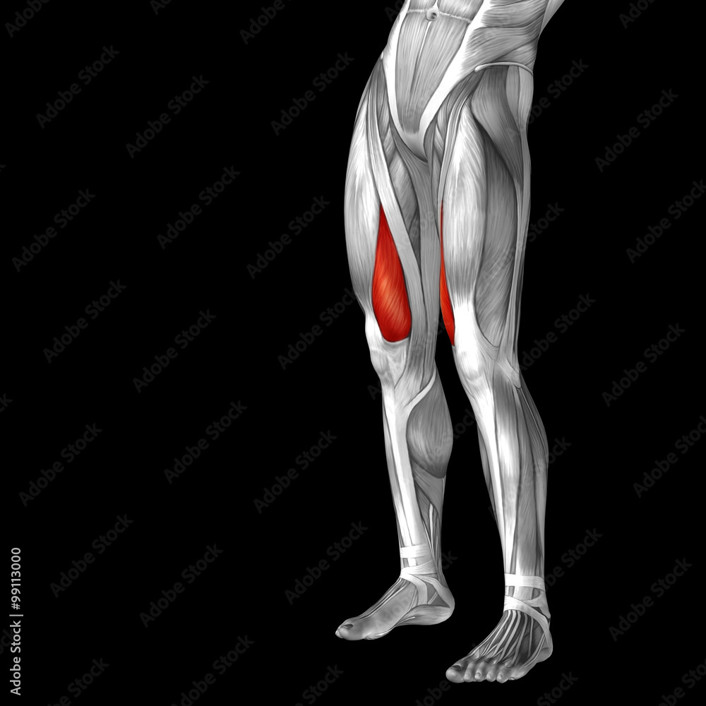 Conceptual 3D human front upper leg muscle anatomy Conceptual 3D human front upper leg muscle anatomy