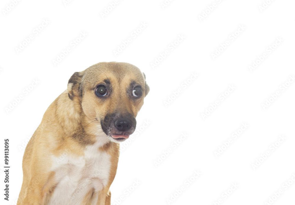 Funny dog on a white background