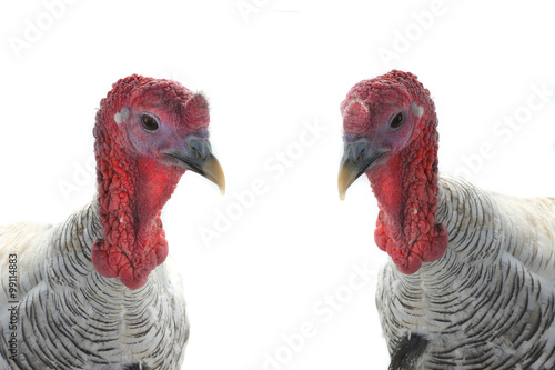 two turkey