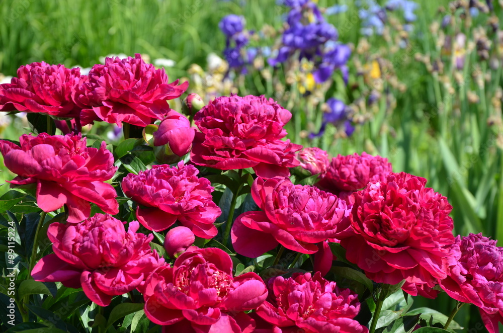 Many red peony flowers in the garden 