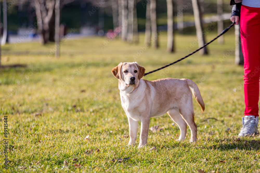 Labrador Retriever Puppy Dog in a park