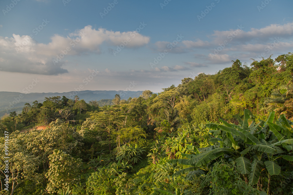 Regenwald auf Flores Indonesien