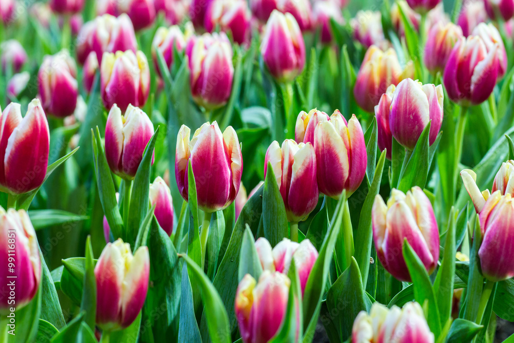 Tulips flower in the garden