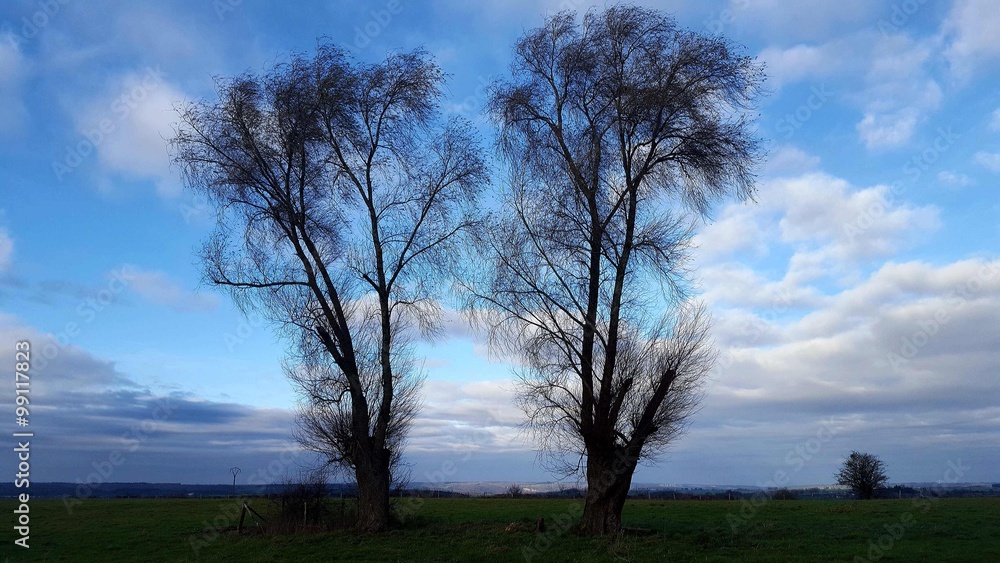 Fototapeta premium Arbres jumeaux en hiver Twin trees in winter