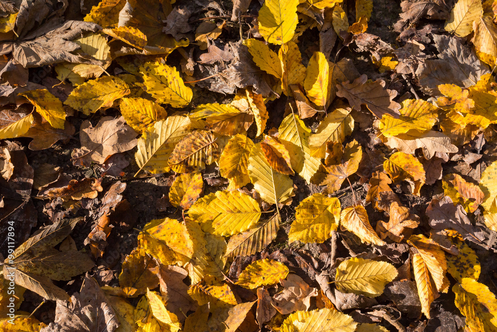 Parterre de feuilles mortes en automne