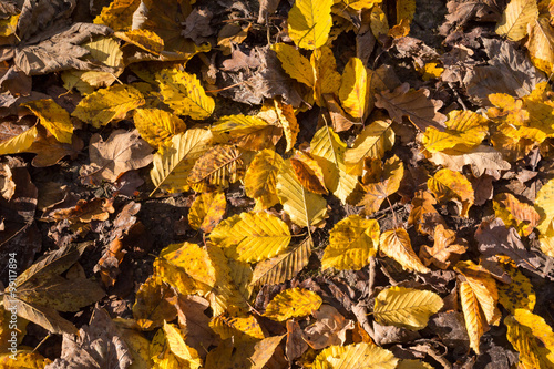 Parterre de feuilles mortes en automne