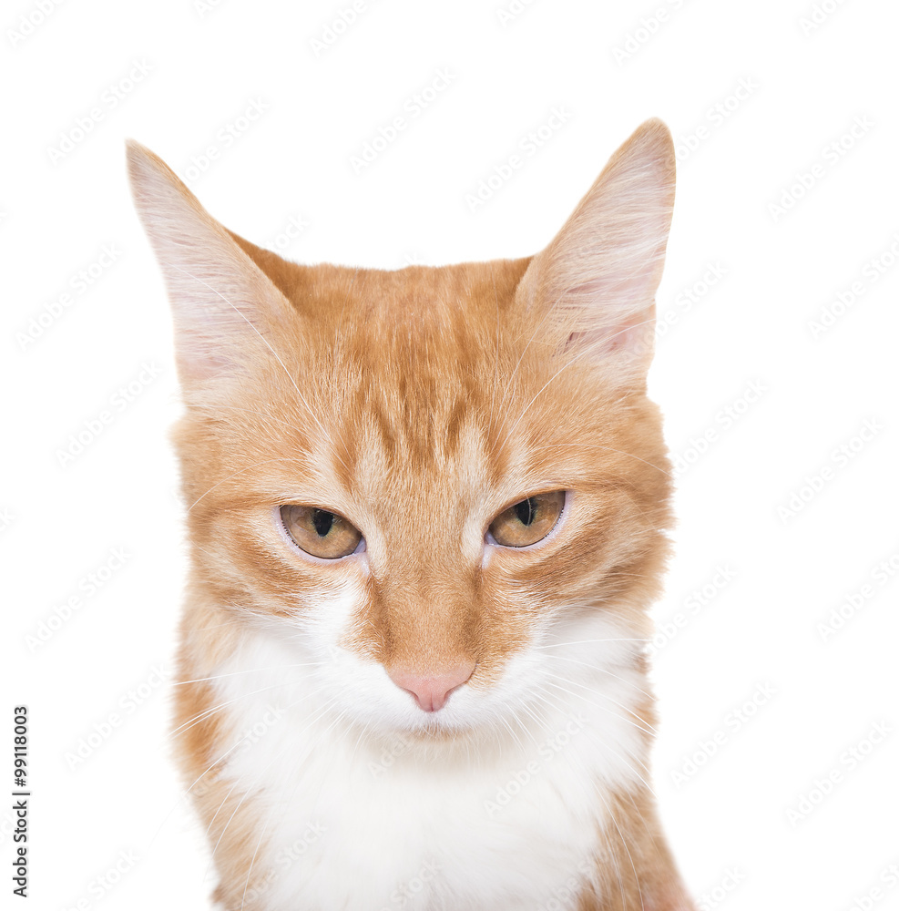 funny cat muzzle on a white background funny cat muzzle on a white background