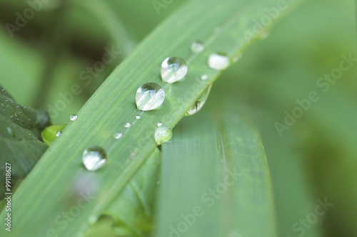 beautiful grass with dew drops. selective focus, shallow dof