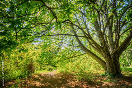 Summer Forest Woods, Lane, Path, Pathway. Nature Wood Sunlight