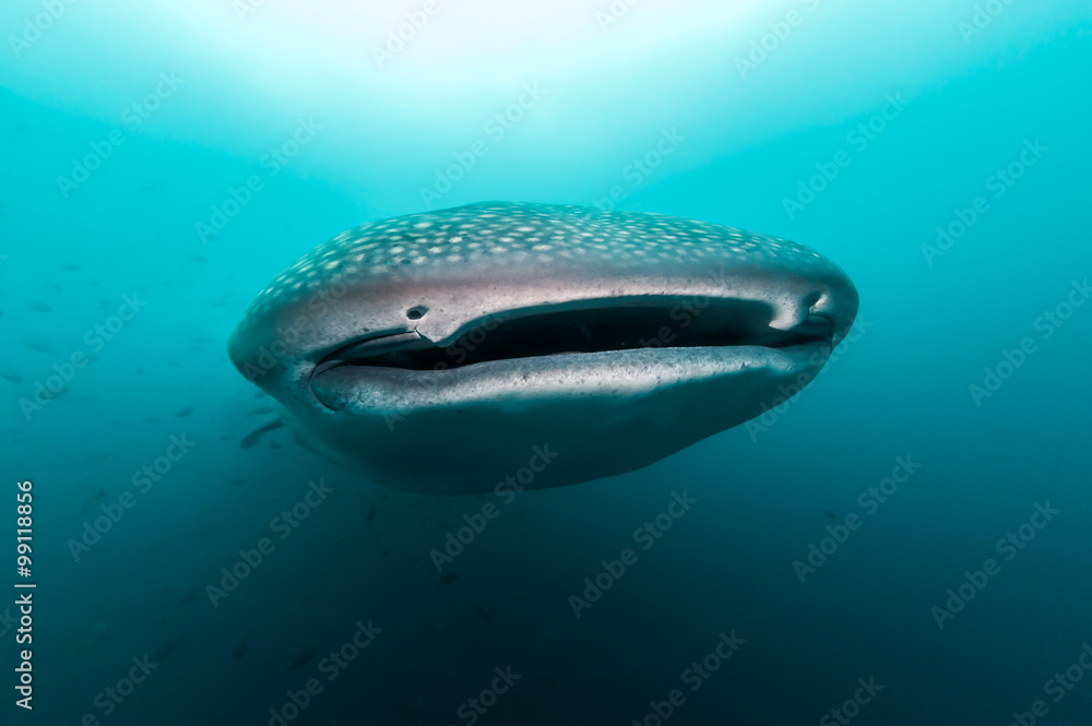 Obraz premium A Whale Shark approaches in the Galapagos