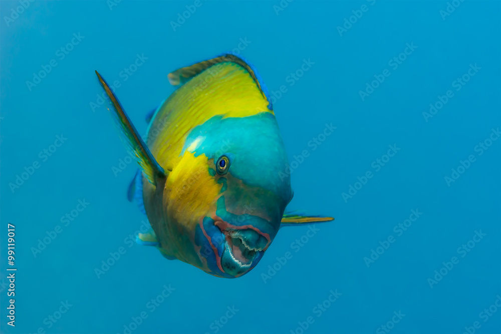 Fototapeta premium Bullethead parrotfish apparently smiling at the camera