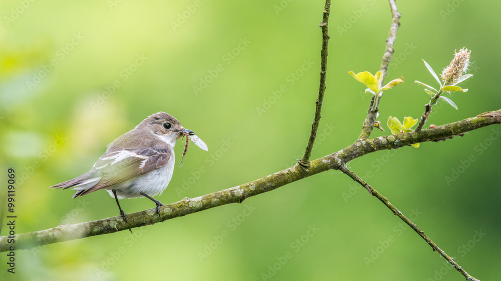 A female pied flycatcher perching with a stonefly in its beak.
