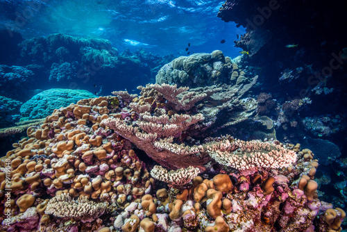 Coral reef scene in the Fury Shoals