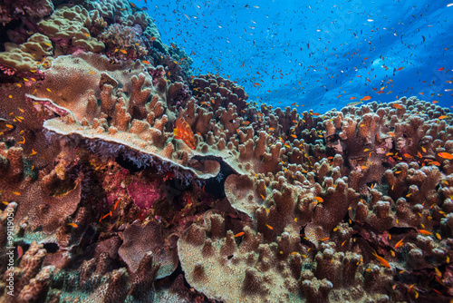 Encrusting coral reef in Red Sea