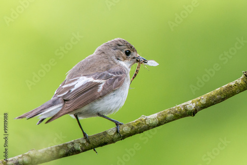 Photos Close up of a perching female pied flycatcher with a stonefly in