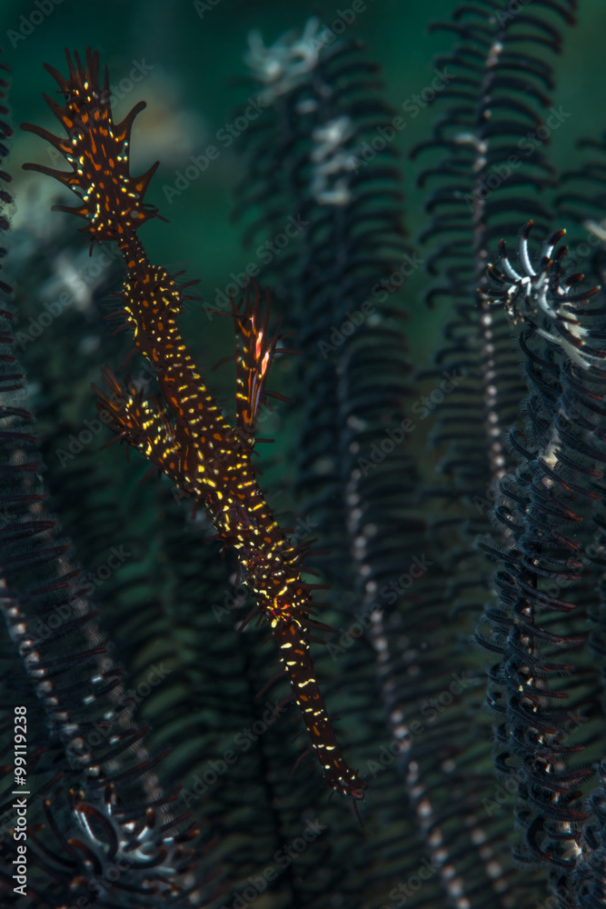 Ornate ghost pipefish hovering in the branches of a featherstar