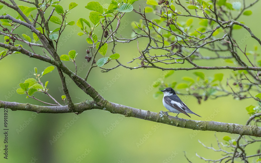 A male pied flycatcher perching in a willow tree over the river A male pied flycatcher perching in a willow tree over the river