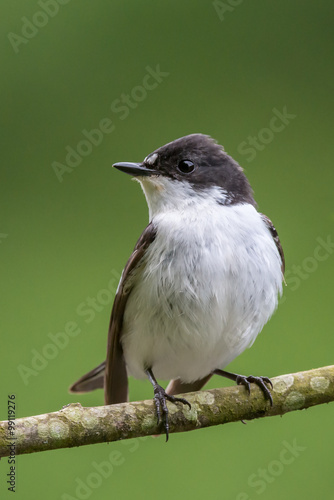 Facing profile of male pied flycatcher perching on a lichen encr photo