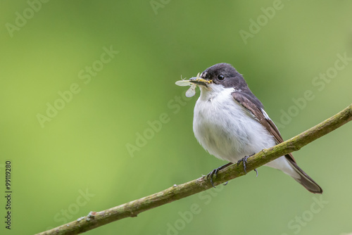 A male pied flycatcher perching with its meal of a mayfly