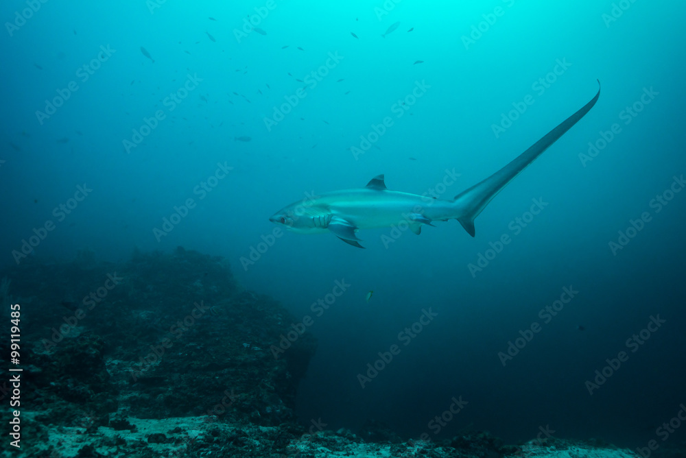 Naklejka premium Thresher shark in profile, showing extremely long tail