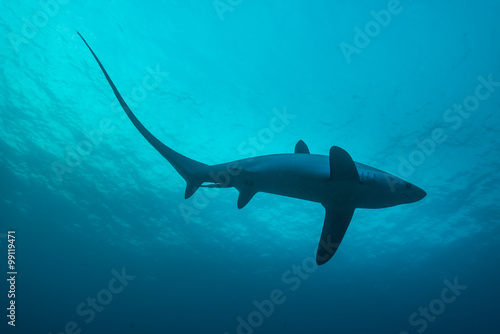 Thresher shark in profile, showing extremely long tail photo