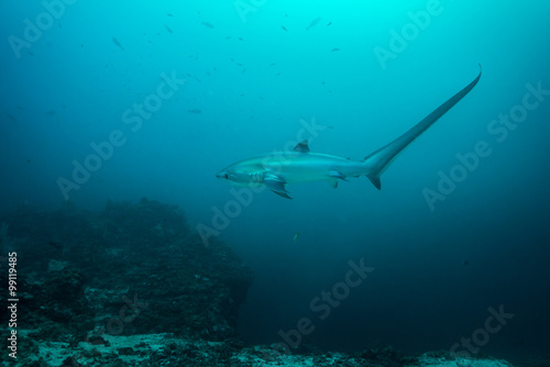 Thresher shark in profile  showing extremely long tail