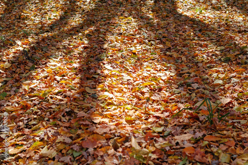 shadows of trees on yellow fallen leaves