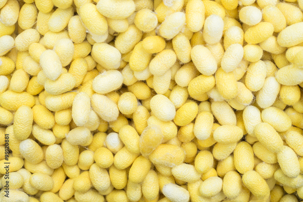 yellow silkworm cocoon shell through the silk route, the brewing yellow silkworm cocoon shell through the silk route, the brewing
